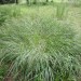 Switchgrass